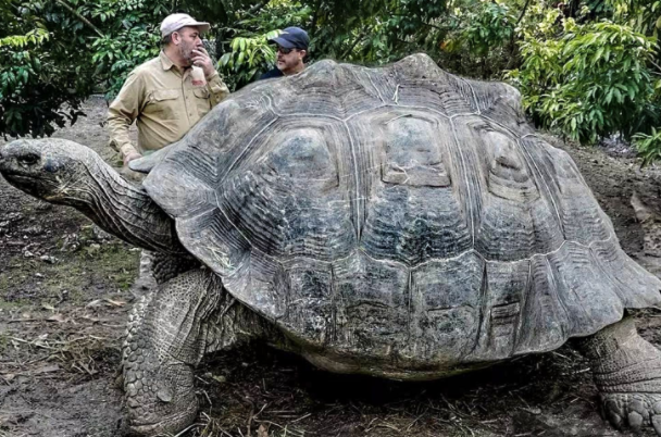 世界上最大的乌龟排名：棱皮海龟/绿海龟(第一种最大)