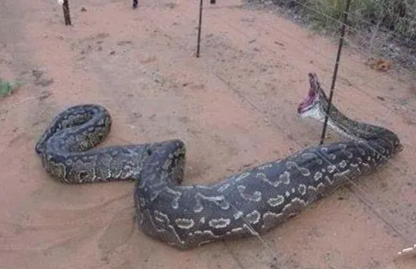中国最吓人的一条巨蛇：五十米的巨蟒(将目击者吓晕)
