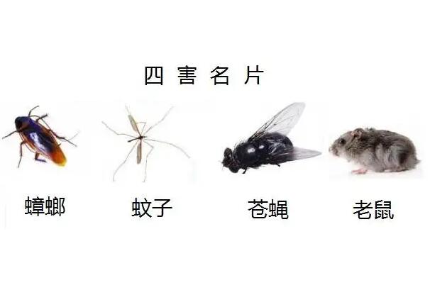 四害是指哪4种:苍蝇/老鼠/蟑螂/蚊子(传播疾病且繁殖强)