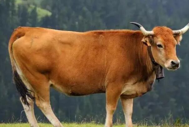牛欢喜是牛的什么器官，母牛的生殖器官(广东待客美食)
