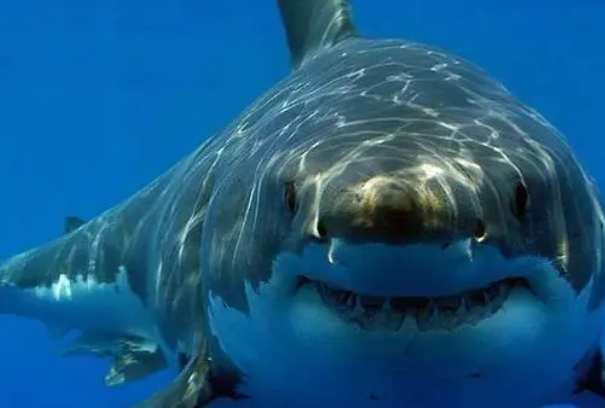 虎鲸vs大白鲨谁厉害：虎鲸(都是海洋中的大型食肉鱼类)