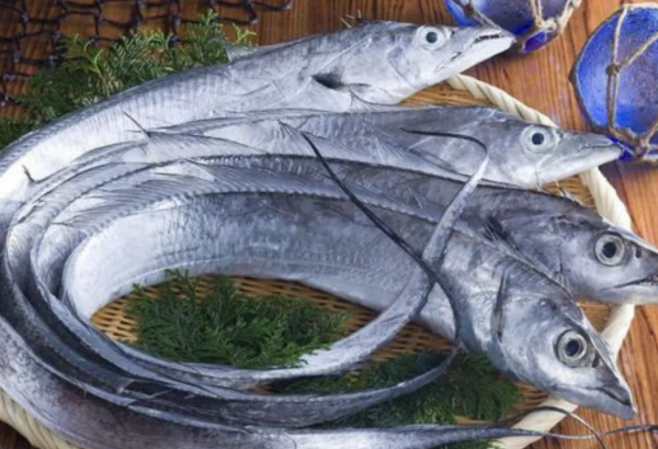 世界上最大的带鱼：鲱王皇带鱼(海洋中最长的硬骨鱼)