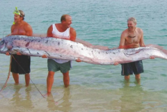 世界上最大的带鱼：鲱王皇带鱼(海洋中最长的硬骨鱼)