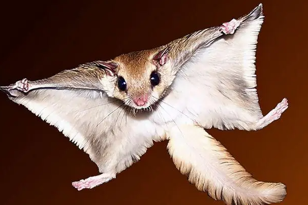 寒号鸟是种什么动物图片：会滑翔的鼯鼠(属啮齿类动物)