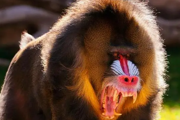 世界上最大的猴子山魈：猴科山魈属动物(山中独脚鬼怪)