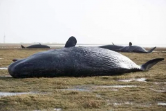 鲸鱼死了爆炸的危害：对环境造成污染(爆炸威力巨大)