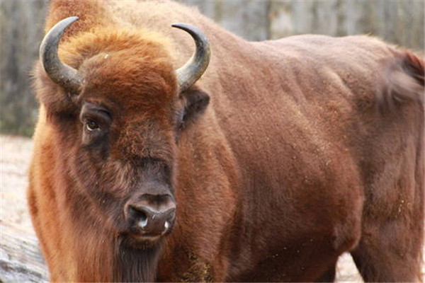体型巨大的动物：欧洲野牛