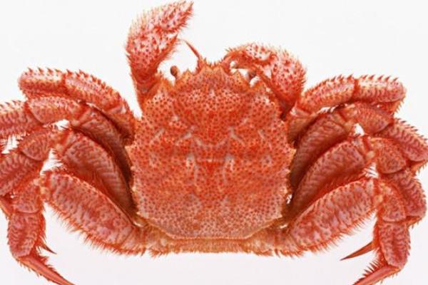 红毛蟹:一种全身通红的大钳子螃蟹(体重0.7公斤)