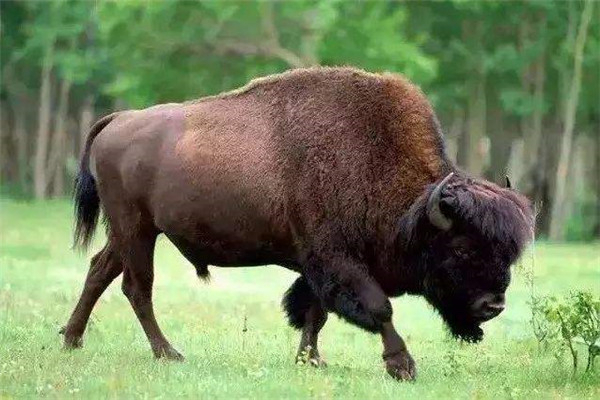 欧洲野牛：非洲最大的食草性动物（体型庞大的动物）
