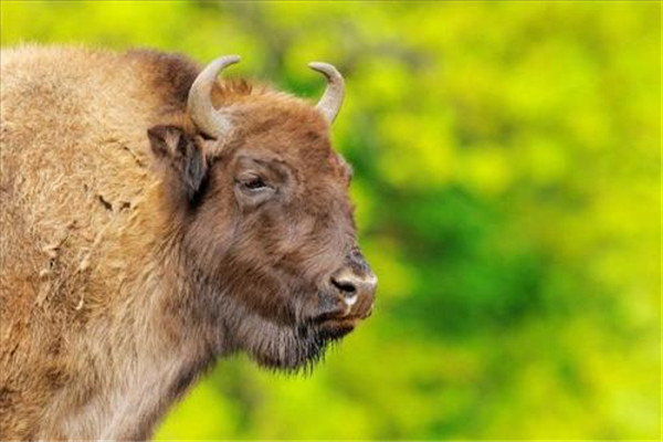 欧洲野牛：非洲最大的食草性动物（体型庞大的动物）