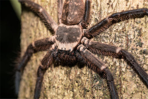 世界上最大的蜘蛛排行：骆驼蜘蛛体型最大（蜘蛛界巨无霸）