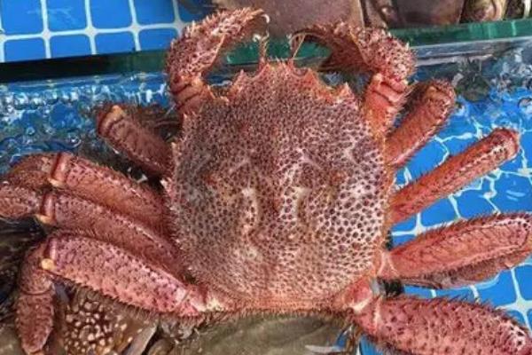 红毛蟹:一种全身通红的大钳子螃蟹(体重0.7公斤)