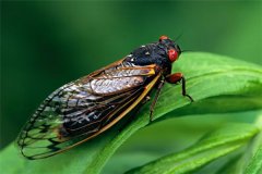 蝉是益虫还是害虫：吸食植物营养的害虫（数量很多）