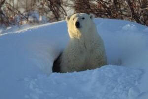 冬眠动物有哪些，盘点世界十大冬眠动物(北极熊竟也冬眠)