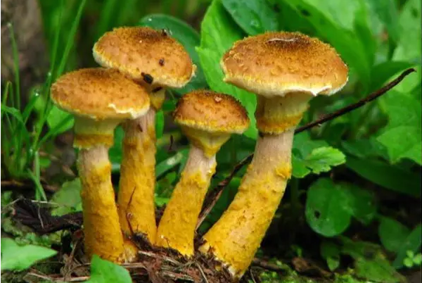 世界最大蘑菇长了2800多年：榛蘑(菌丝形成庞大的个体)