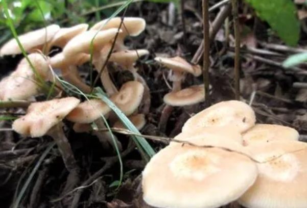 世界最大蘑菇长了2800多年：榛蘑(菌丝形成庞大的个体)