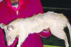 巨型老鼠是什么品种：非洲巨颊囊鼠(传闻可探地雷)