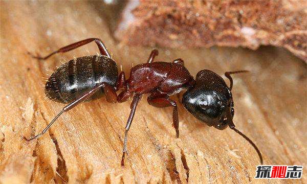 最恐怖的蚂蚁：爆炸蚂蚁（遇到强敌会自爆）