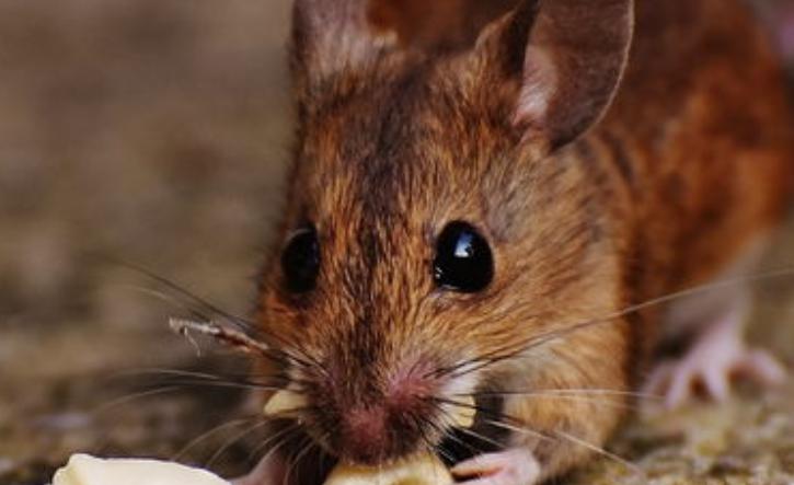 卡西塔斯湖鼠之谜：能够免疫绝症，堪称超人鼠