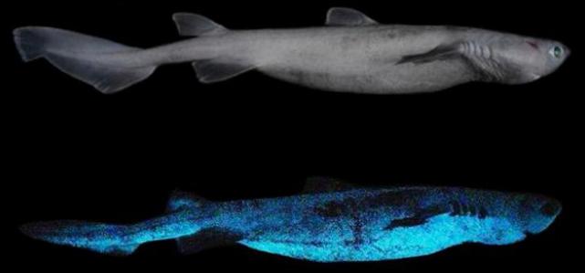 科学家发现能发光的跳兔以及鲨鱼，它们发光是为了什么？