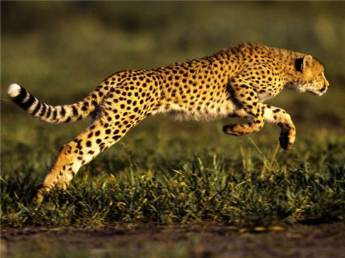 世界上跑的最快的动物是猎豹 速度达到100千米/小时以上