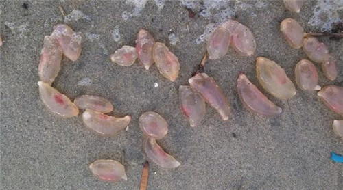 海边出现大量粉红怪蛋 或许是外星人留下的生物
