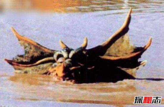 澳洲水兽本耶普,拥有超自然力量的食人凶兽