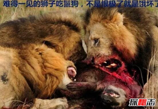 狮子为什么不吃鬣狗，对鬣狗恨之入骨(杀死是为了报复)