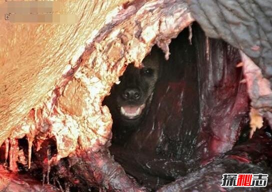 鬣狗掏肛猎物为啥不跑，肛部被撕裂太疼不敢动