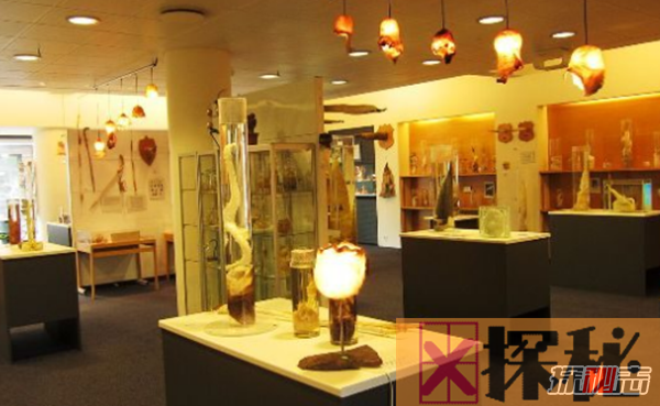 世界上最奇特的12个博物馆,冰岛灯塔博物馆收藏215男性生殖器官