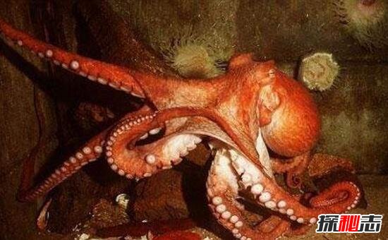世界上最大的章鱼，北太平洋巨型章鱼(554斤/9.8米)
