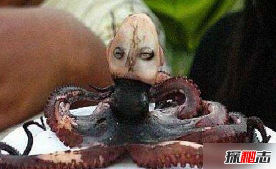 恐怖的的印尼章鱼人，人头章鱼身的诡异存在(发出哭啼声)
