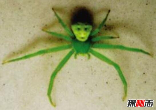 世界上最诡异的人面蜘蛛，背部花纹酷似人脸(细思极恐)