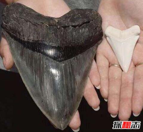 史前巨齿鲨生死谜，体长30米以鲸鱼为食(或未灭绝)