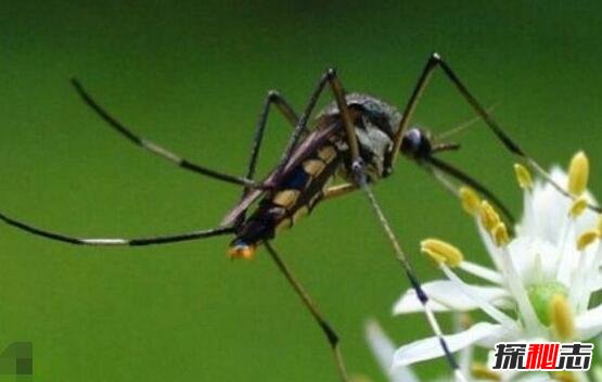 世界上最大的蚊子，金腹巨蚊长达40cm(不吸血专吃昆虫)