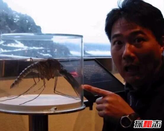世界上最大的蚊子，金腹巨蚊长达40cm(不吸血专吃昆虫)