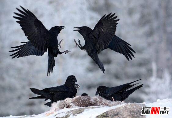 乌鸦悖论颠覆逻辑，天下的乌鸦并不是一般黑