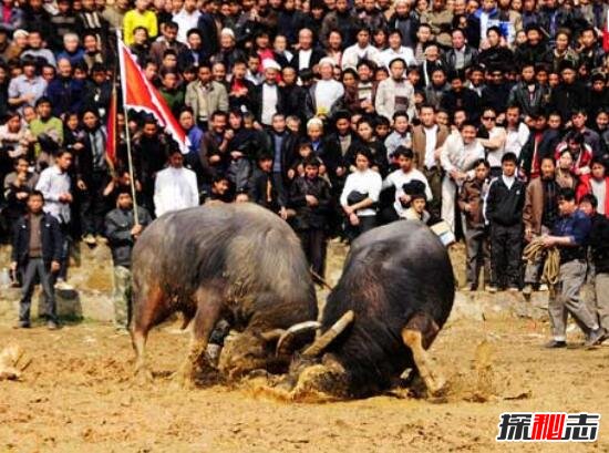 斗牛节是哪个国家的节日，苗族/侗族(对牛非常的崇拜)