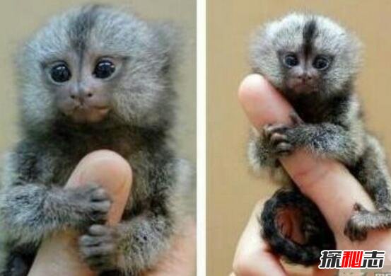 世界上最小的猴子，指猴(体长12厘米仅人的手指那么长)