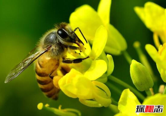 科学解析蜜蜂的飞行之谜，腹部有特殊运动能力支撑飞行