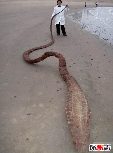 史前巨兽古杯蛇，体长10米能捕食鲨鱼的巨型海蛇