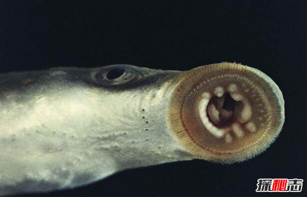 恐怖怪鱼北极七鳃鳗，嗜血刮肉的史前僵尸鱼(恐怖组图)
