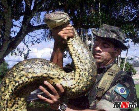 人类发现世界上最大的蛇有多大，世界上最大的蛇97米