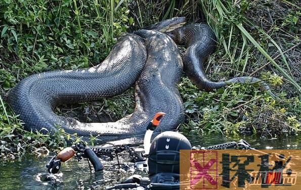 世界上最大的蛇类，亚马逊森蚺(体长10米捕食鳄鱼)