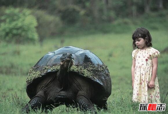 世界上最大的陆龟，加拉帕戈斯象龟(长1.5米能当坐骑)