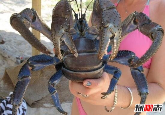 揭秘英国岸边神秘的巨型螃蟹，照片为PS(网友恶搞)