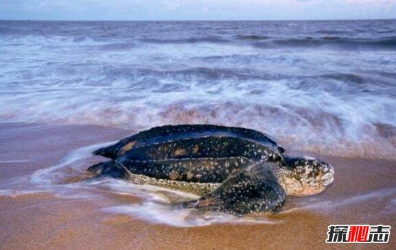世界上最大的海龟，棱皮龟长2.6米重近1吨(极度濒危)