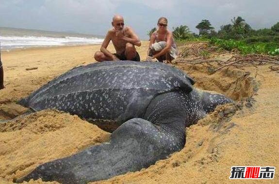 世界上最大的海龟，棱皮龟长2.6米重近1吨(极度濒危)