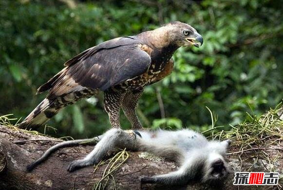 现今地球上最大的鹰，菲律宾食猿雕(翼展2.5米专杀猿猴)