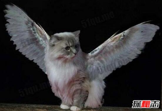 神秘物种天使猫，长有翅膀还会飞的未知生物(飞猫)